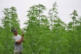 Környezetbarát kenderház alapanyagok: vegyszermentes kenderrost és páraáteresztő mész keveréke